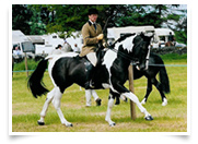 Our Coloured Stallion Ricco at Stud