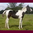 Our filly Angrove Cherry Pie