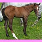 Our filly Charlotte Cream
