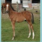 Our colt Chocolate Brownie