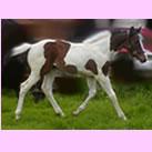Our filly Rosie