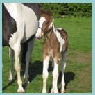 Our colt Rio Grande