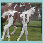 Our colt Crofty's Roseberry Topping