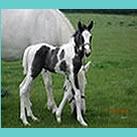 Our colt  Angrove  Balius