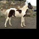 Filly for sale: Knickerbocker Glory