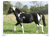 Homozygous Coloured Stallion Pudding at Stud