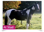 Our Coloured Stallion Ricco at Stud