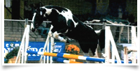 Ricco tackling a show jump
