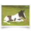 Foals and Progeny: Rosie