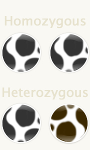 Homozygous and Heterozygous