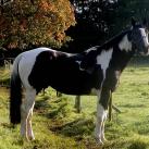 Our coloured stallion at stud  Ricco