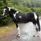 Our coloured stallion at stud Angrove Spotted Dick